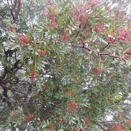 Tenute Efis לינה וארוחת בוקר Galtellì