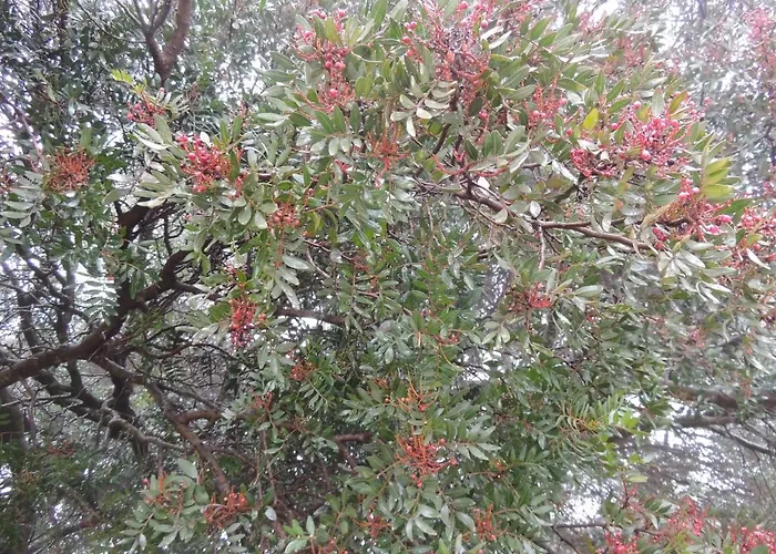 Tenute Efis Bed & Breakfast Galtellì